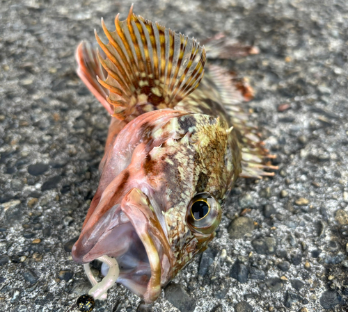 カサゴの釣果