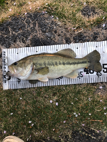 ブラックバスの釣果