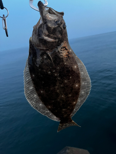 ヒラメの釣果