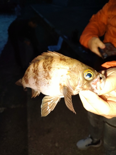 メバルの釣果