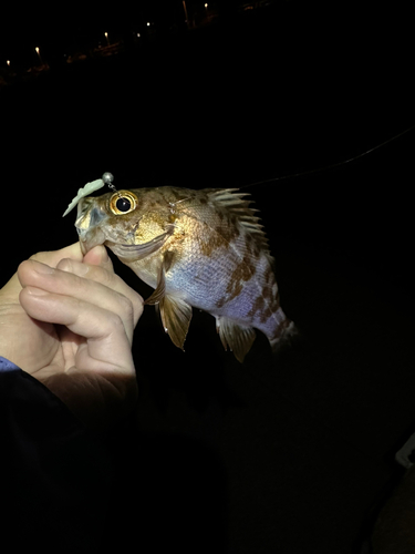 メバルの釣果