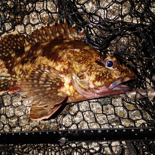 カサゴの釣果