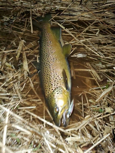 ブラウントラウトの釣果