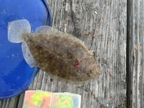 タマガンゾウビラメの釣果