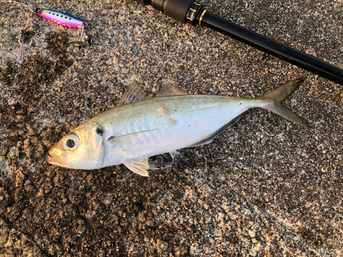 マアジの釣果