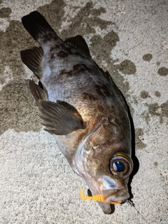 メバルの釣果