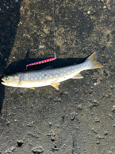 アメマスの釣果