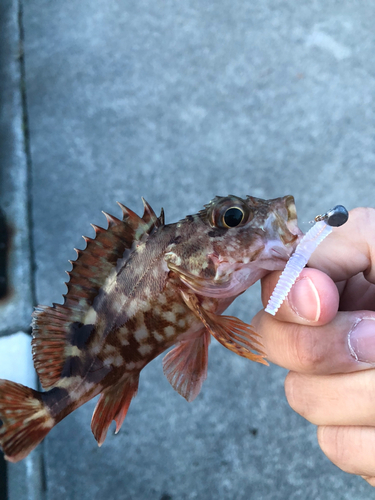 カサゴの釣果