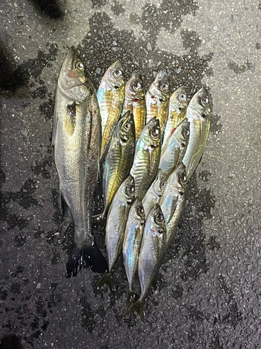 アジの釣果