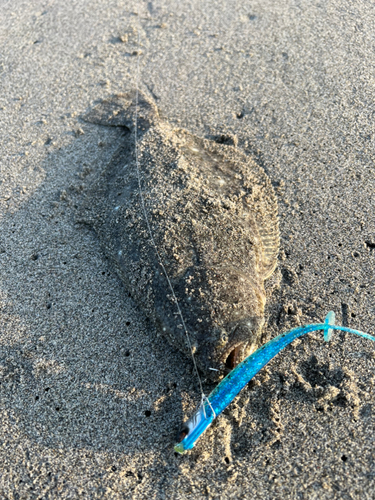 ソゲの釣果