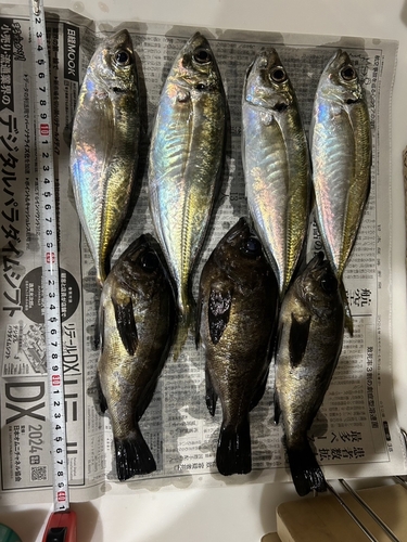 アジの釣果