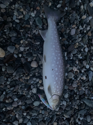 アメマスの釣果