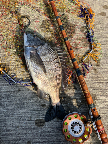 クロダイの釣果