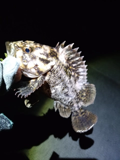 オウゴンムラソイの釣果