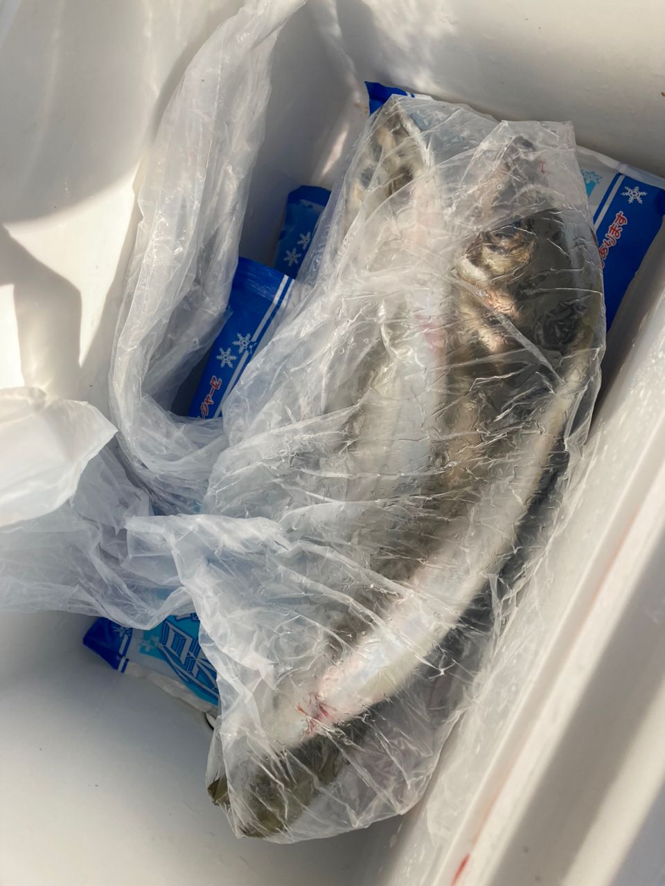 アジ