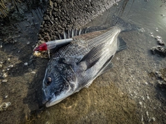 チヌの釣果