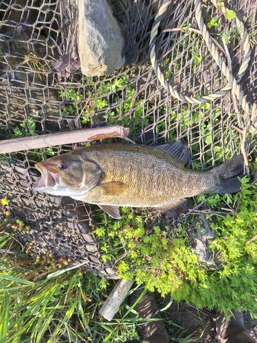 スモールマウスバスの釣果