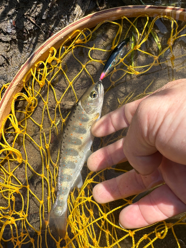 アマゴの釣果