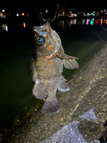 メバルの釣果