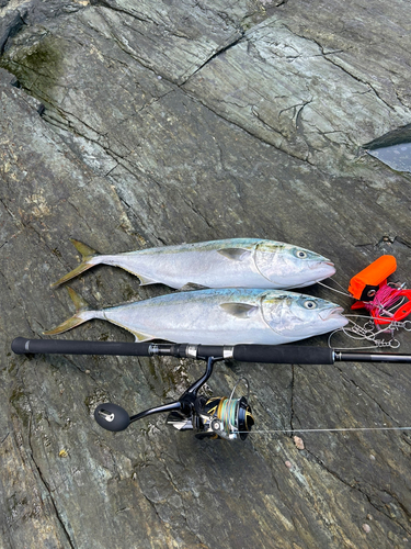 ハマチの釣果