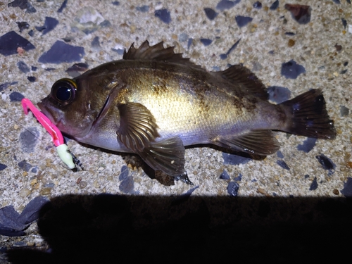 メバルの釣果