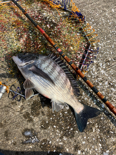 クロダイの釣果