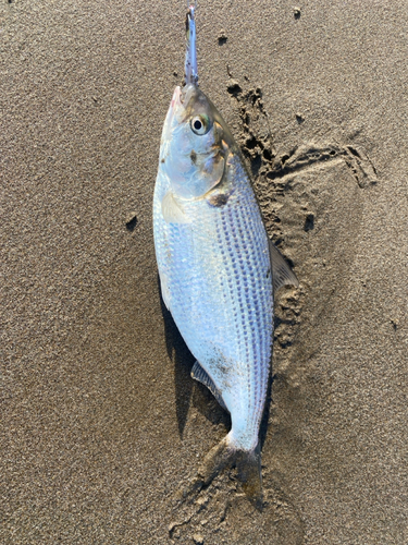 コノシロの釣果