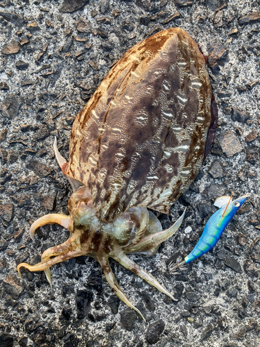 モンゴウイカの釣果