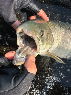 アメマスの釣果