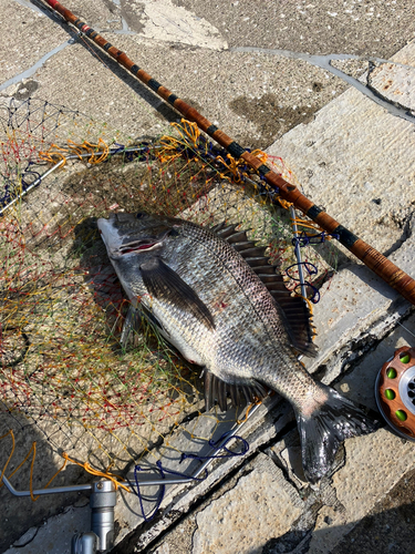 クロダイの釣果