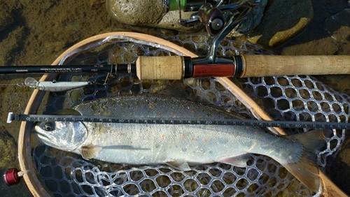 アマゴの釣果