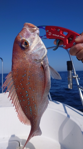 マダイの釣果