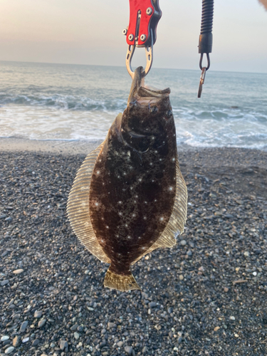 ヒラメの釣果