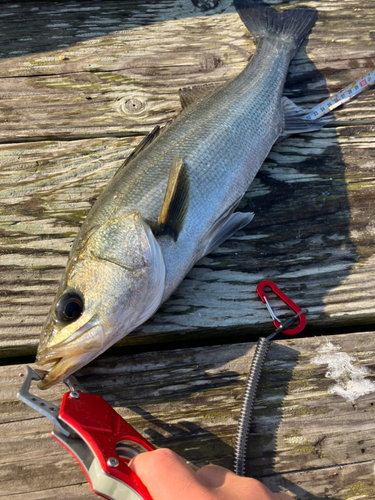 シーバスの釣果