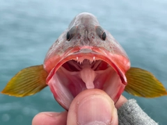 ニジハタの釣果