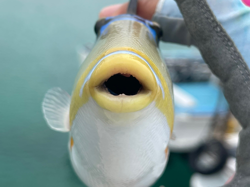 ムラサメモンガラの釣果