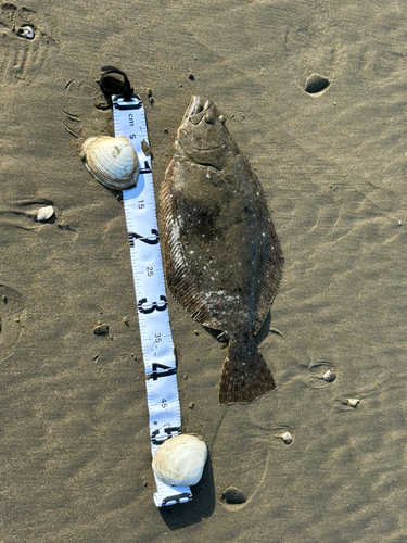 ヒラメの釣果