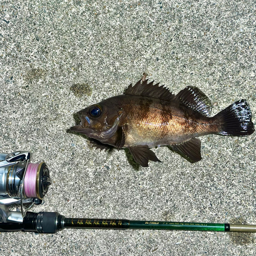 シロメバルの釣果