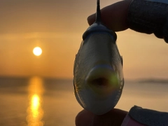 ムラサメモンガラの釣果