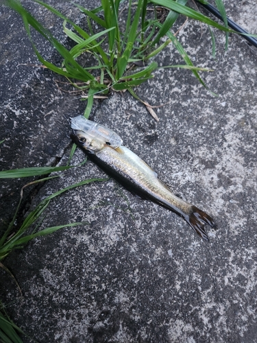 アブラハヤの釣果