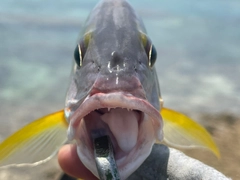 オキフエダイの釣果