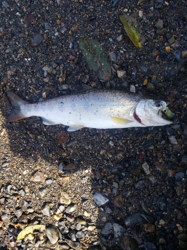 アマゴの釣果