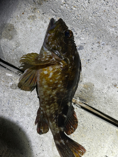 カサゴの釣果