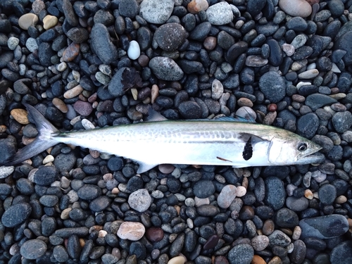 サゴシの釣果