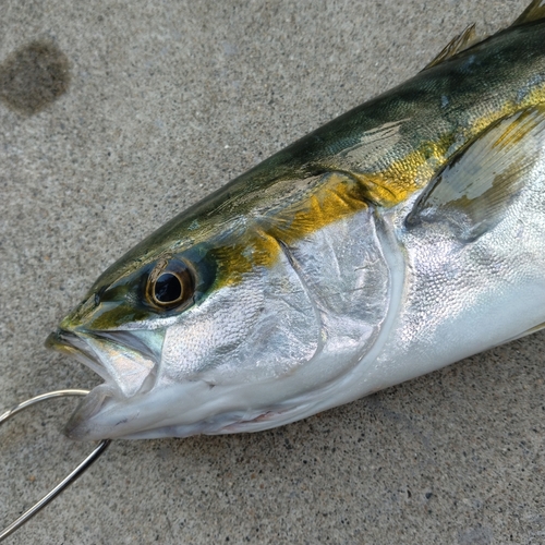 ツバイソの釣果