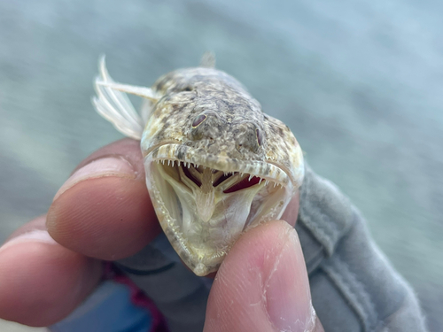 エソの釣果