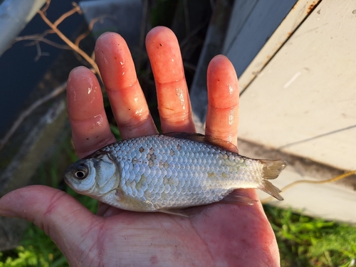 フナの釣果