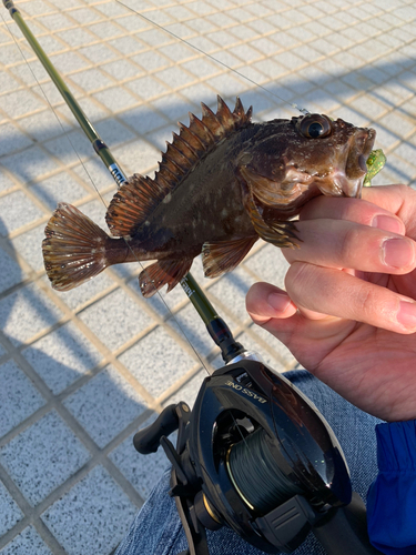 カサゴの釣果