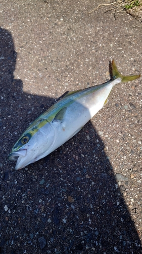 ツバスの釣果