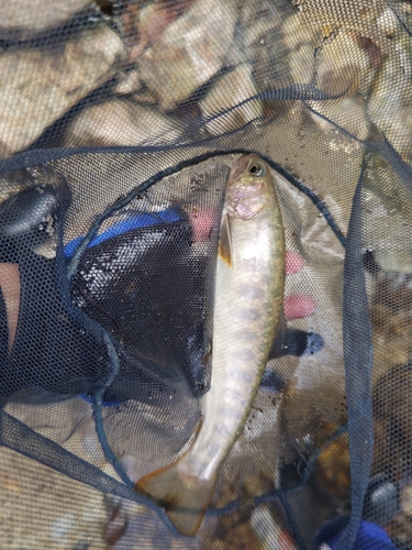 アマゴの釣果